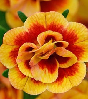 Calibrachoa ( Superbells ) Double Orange Tastic 15 Pellets