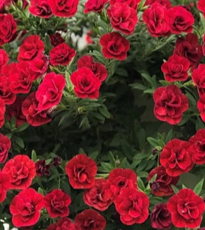 Calibrachoa ( Superbells ) Double Dark Red 15 Pellets