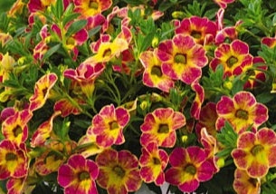 Calibrachoa ( Superbells ) Chameleon 15 Pellets