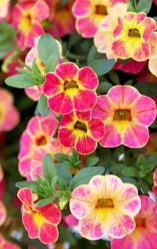 Calibrachoa ( Superbells ) Chameleon 15 Pellets