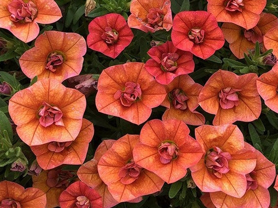 Calibrachoa ( Superbells ) Double Orange 15 Pellets