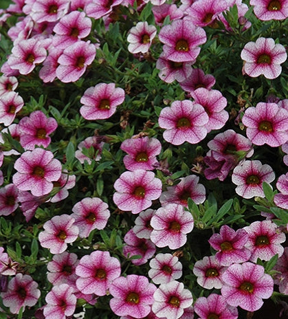 Calibrachoa ( Superbells ) Pink Vein 15 Pellets