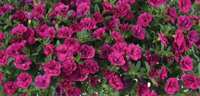 Calibrachoa ( Superbells ) Double Violet 15 Pellets