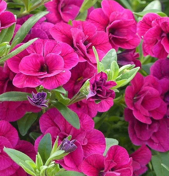 Calibrachoa ( Superbells ) Double Violet 15 Pellets