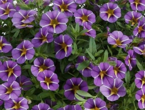Calibrachoa ( Superbells ) Purple Bling 15 Pellets