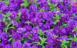 Calibrachoa ( Superbells ) Double Blue 15 Pellets