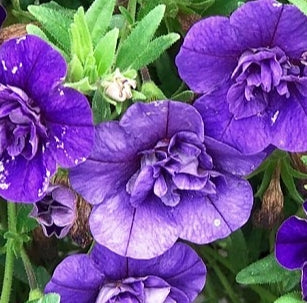 Calibrachoa ( Superbells ) Double Blue 15 Pellets