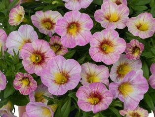 Calibrachoa ( Superbells ) Rainbow Pink 15 Pellets