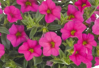Calibrachoa ( Superbells ) Classic Hot Pink 15 Pellets