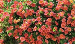 Calibrachoa ( Superbells ) Mandarin 15 Pellets