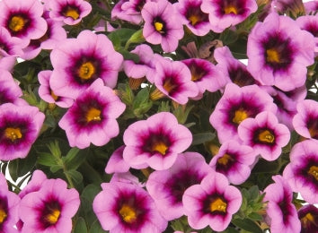 Calibrachoa ( Superbells ) Soft Pink 15 Pellets