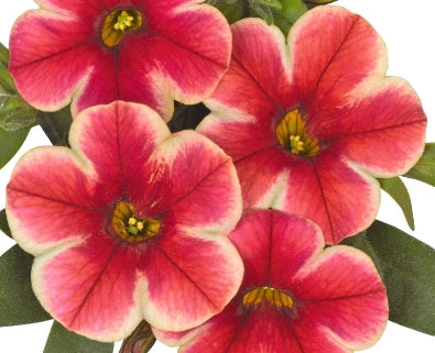 Calibrachoa ( Superbells ) Neon Shades 15 Pellets