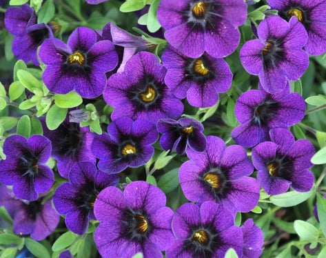 Calibrachoa ( Superbells ) Neon Blue 15 Pellets