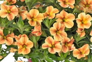 Calibrachoa ( Superbells ) Sunrise Shades 15 Pellets