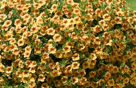 Calibrachoa ( Superbells ) Sunrise Shades 15 Pellets
