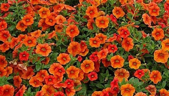 Calibrachoa ( Superbells ) Gertrude 15 Pellets