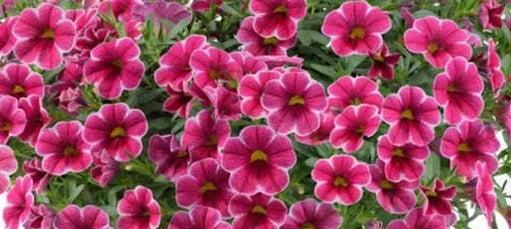 Calibrachoa ( Superbells ) Cherry Lady 15 Pellets