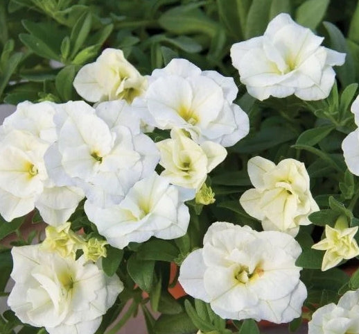 Calibrachoa ( Superbells ) Double Snow 15 Pellets