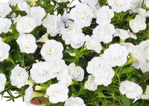 Calibrachoa ( Superbells ) Double Snow 15 Pellets