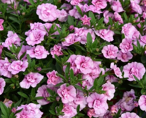 Calibrachoa ( Superbells ) Marsha 15 Pellets