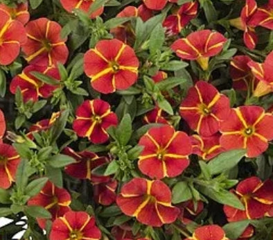 Calibrachoa ( Superbells ) Orange Cart Wheel 15 Pellets