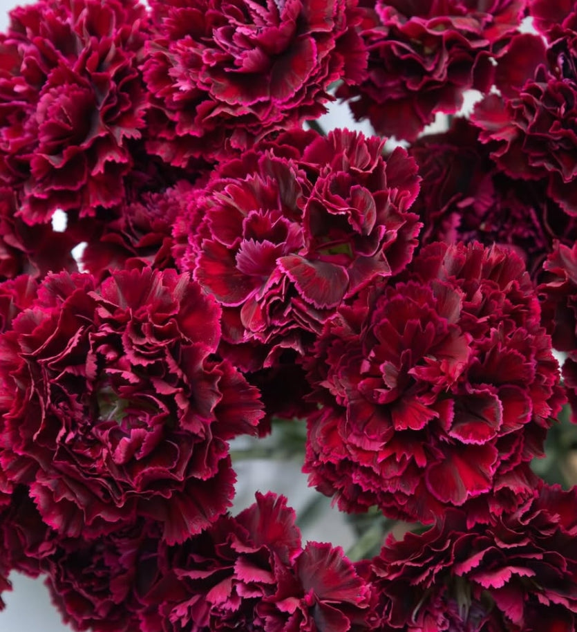 Dianthus caryophyllus ‘Nobbio Palette’ 100 Seeds