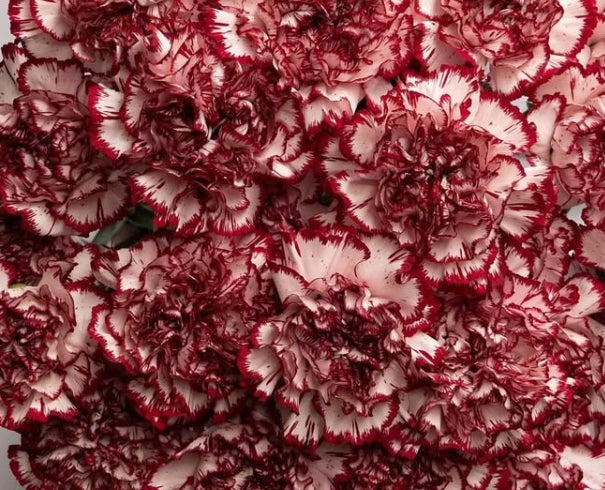 Dianthus caryophyllus 'Perfect' 100 Seeds