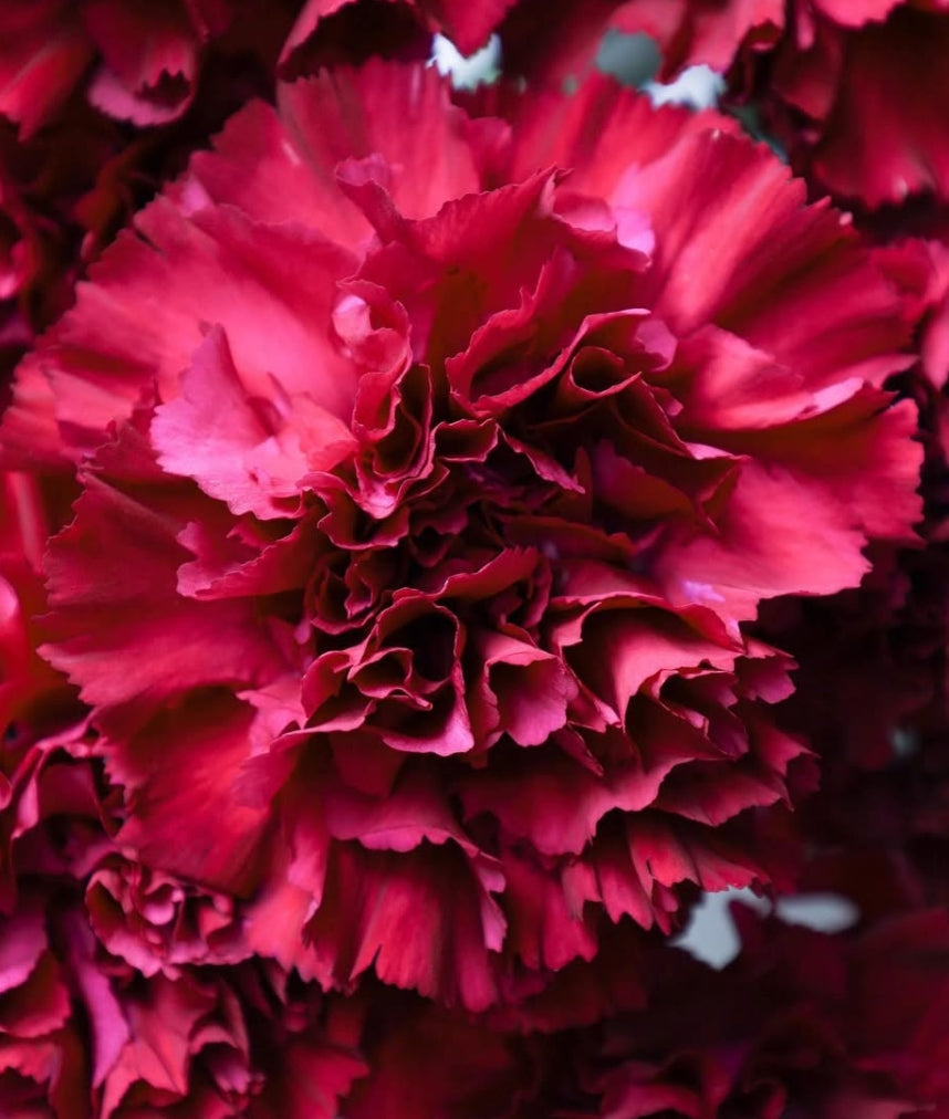 Dianthus caryophyllus 'Gharraf' 100 Seeds