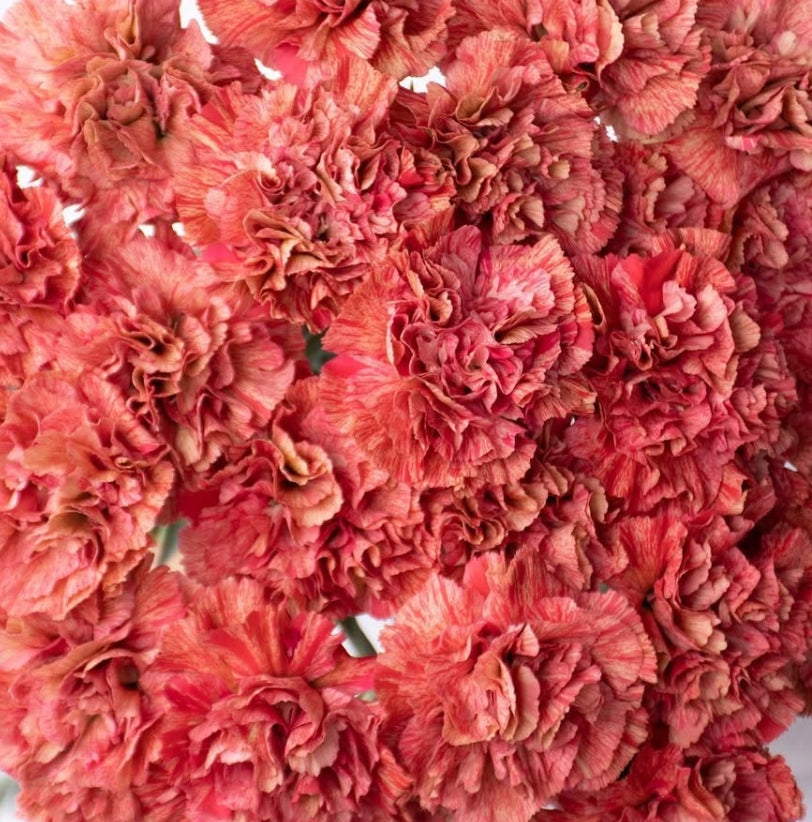 Dianthus caryophyllus 'Dora' 100 Seeds