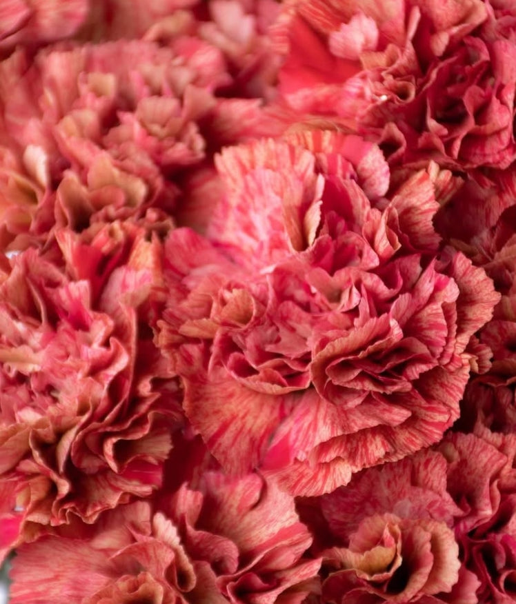 Dianthus caryophyllus 'Dora' 100 Seeds