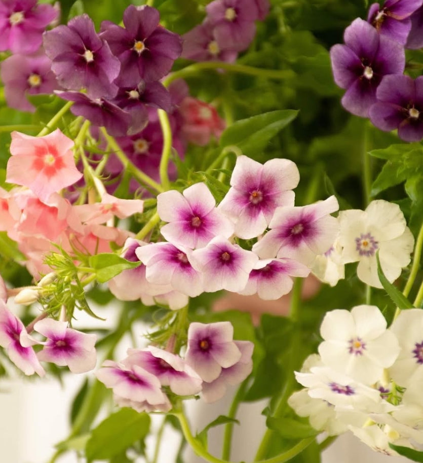 Phlox 'Twinkle mix' 50 Seeds