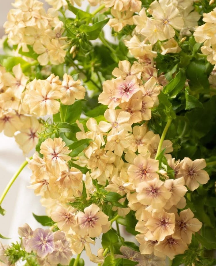 Phlox 'Creme brulee' 50 Seeds