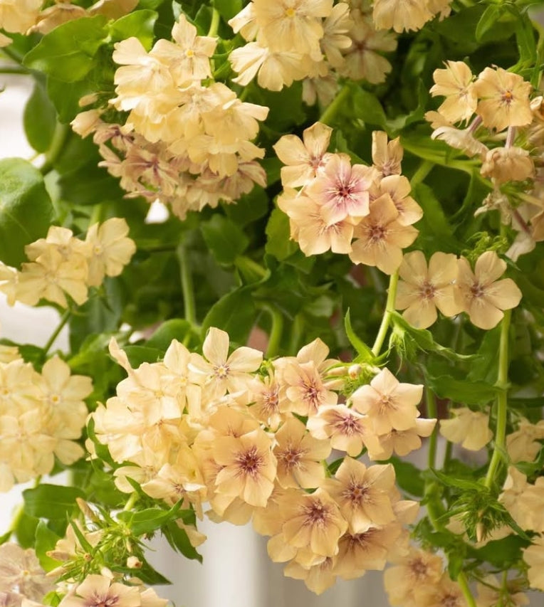 Phlox 'Creme brulee' 50 Seeds