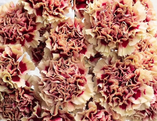 Dianthus caryophyllus 'Sharp' 100 Seeds