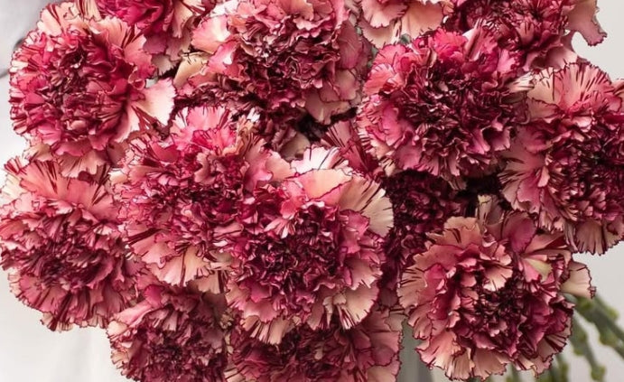 Dianthus caryophyllus 'Celevenw wine' 100 Seeds