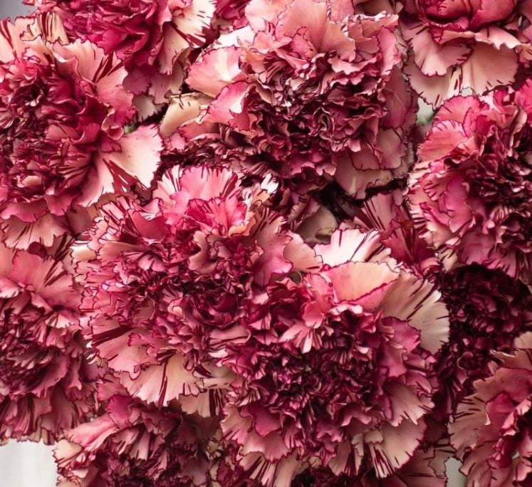 Dianthus caryophyllus 'Celevenw wine' 100 Seeds