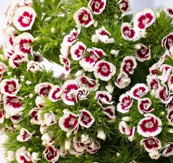 Dianthus 'New castle' 100 Seeds