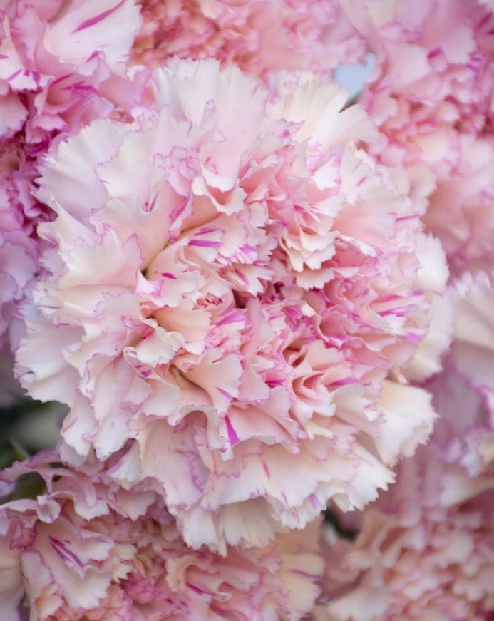 Dianthus caryophyllus 'Shalala lila' 100 Seeds