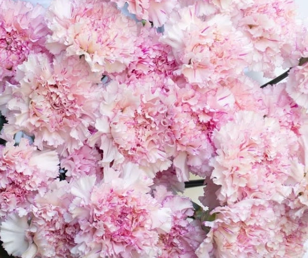 Dianthus caryophyllus 'Shalala lila' 100 Seeds