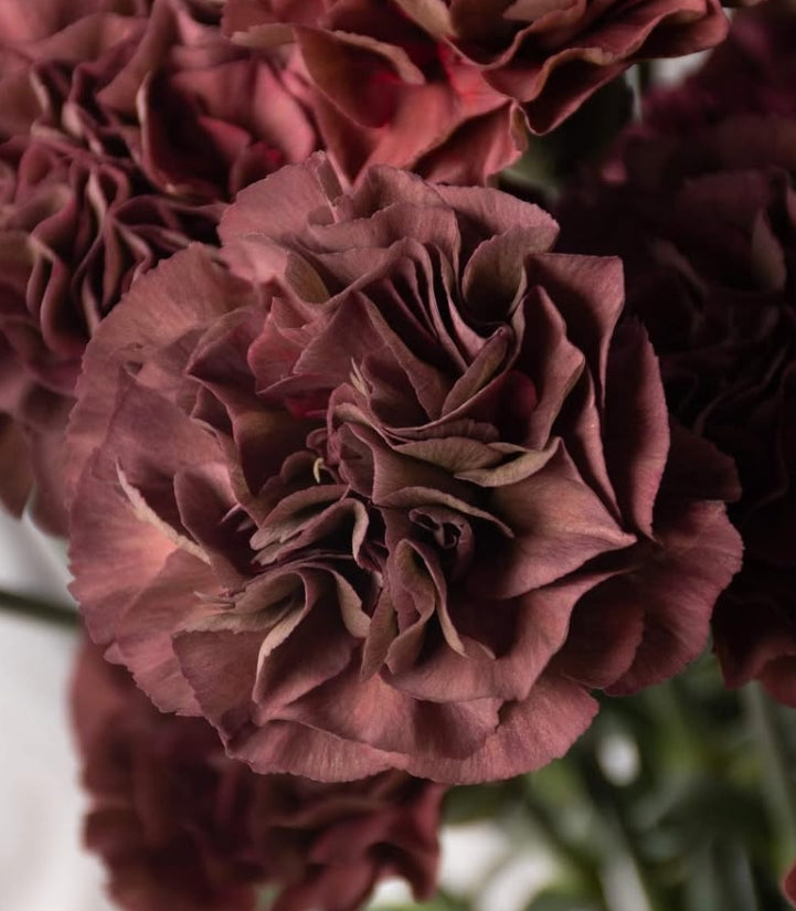 Dianthus caryophyllus 'Trance thrill' 100 Seeds