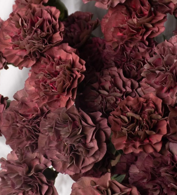 Dianthus caryophyllus 'Trance thrill' 100 Seeds