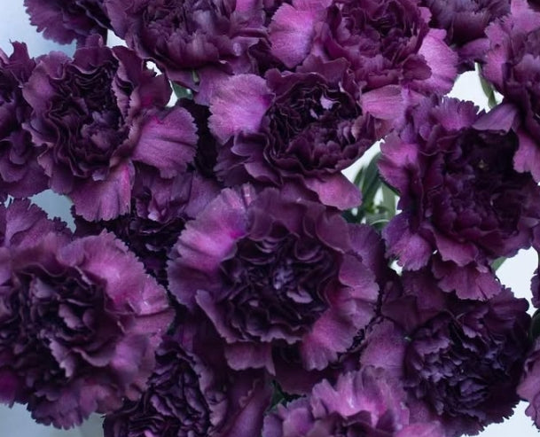 Dianthus caryophyllus 'Metallica viola' 100 Seeds