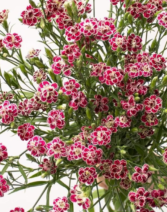 Dianthus 'Raffine kagura' 100 Seeds