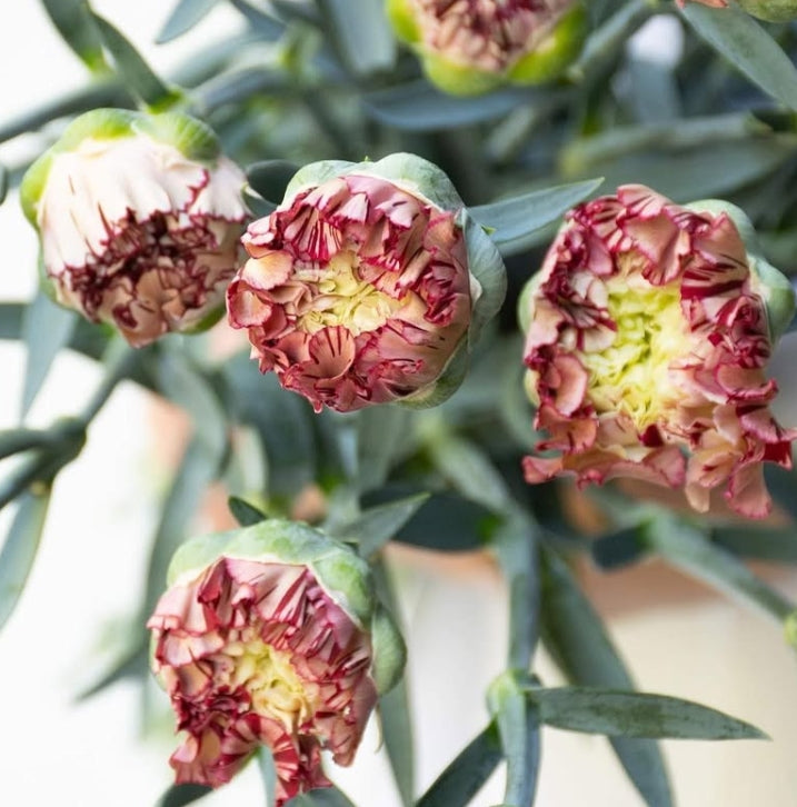 Dianthus caryophyllus 'Dango' 100 Seeds