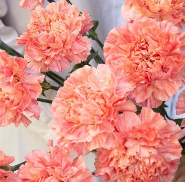 Dianthus caryophyllus 'Apricot minami' 100 Seeds