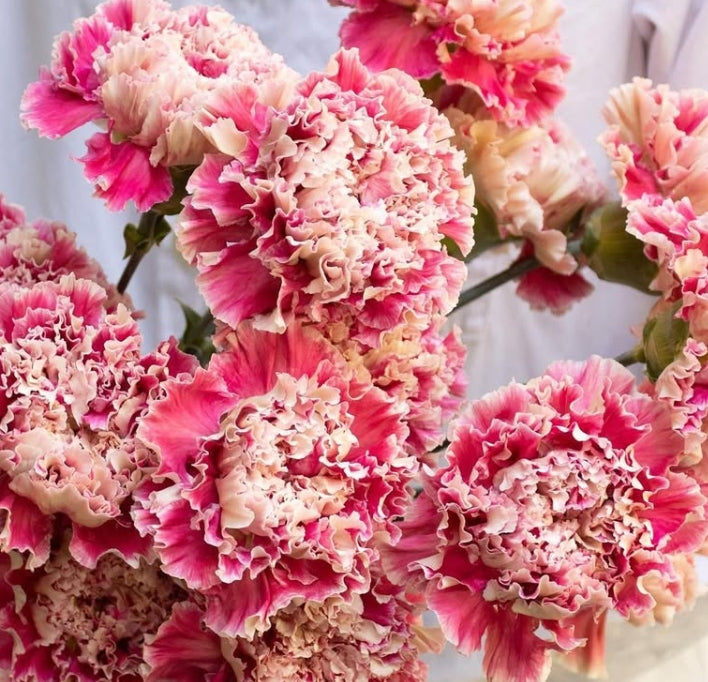 Dianthus caryophyllus 'Kaguya' 100 Seeds