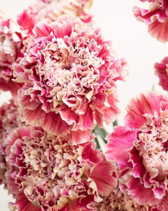 Dianthus caryophyllus 'Kaguya' 100 Seeds