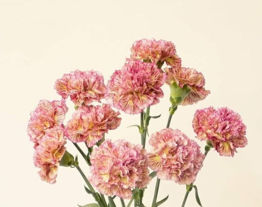 Dianthus caryophyllus 'Lady scene' 100 Seeds