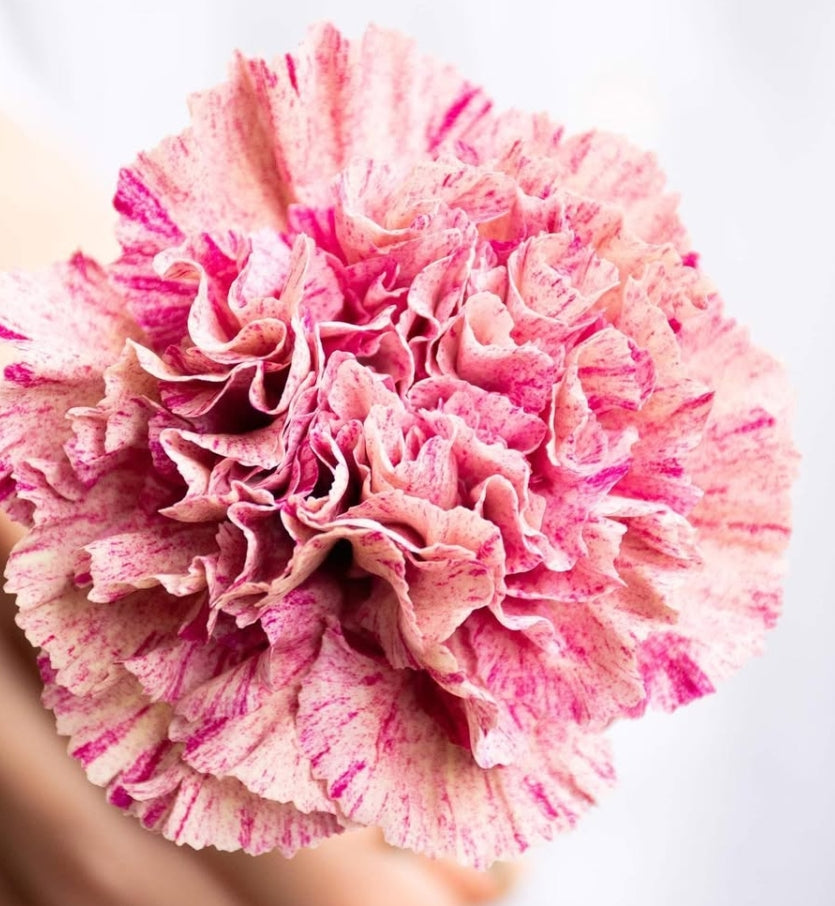 Dianthus caryophyllus 'Babylon' 100 Seeds