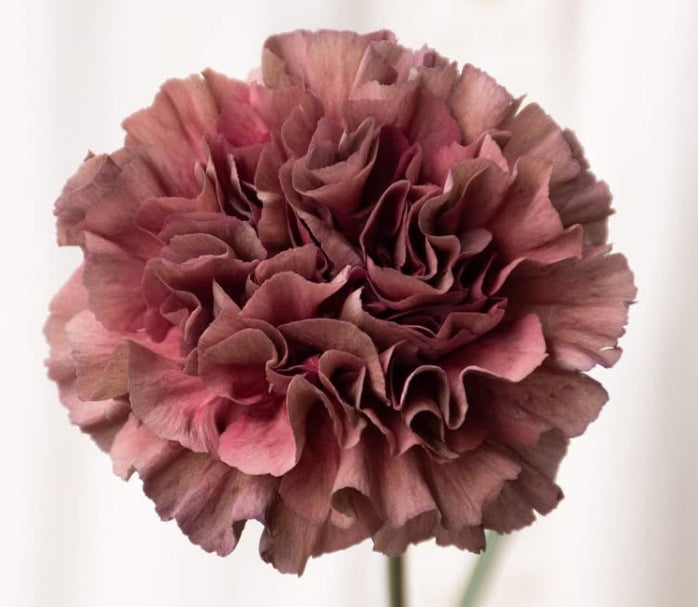 Dianthus caryophyllus 'Sepia thrill' 100 Seeds